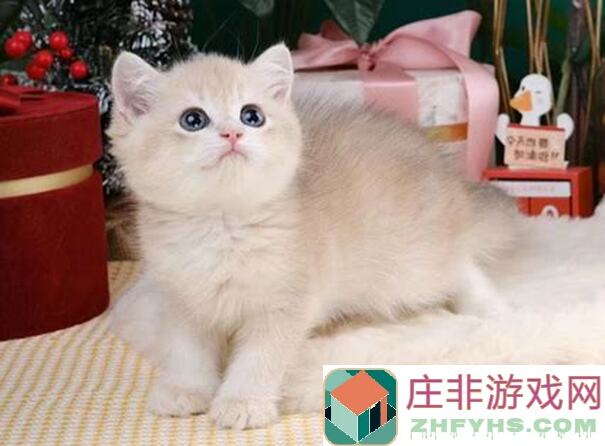 猫之城：个人见解，助你秒懂游戏秘籍与搭配
