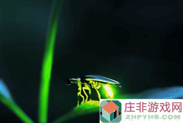 灵魂宝戒火流最强攻略曝光：火流思路全解密，作业轻松过！