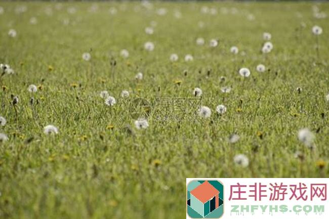 闭眼入橡子屋蒲公英草地有哪些必打卡的趣味玩法？!