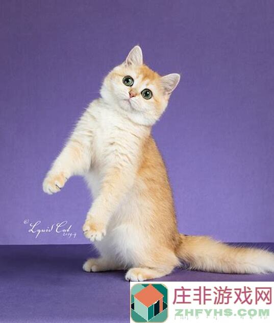 猫之城一张图看懂目前最全能的坦克涤荡者搭配攻略