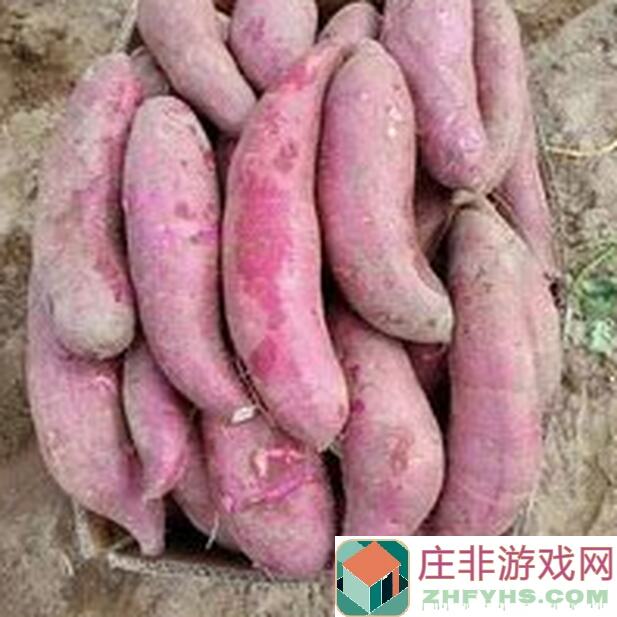 橡子屋新食谱红薯冰淇淋：揭秘灵感来源，教你轻松制作美味甜品！