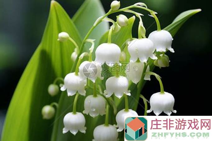 铃兰之剑：银狼阿加塔轻松通关技巧，助你打造和平世界战神！