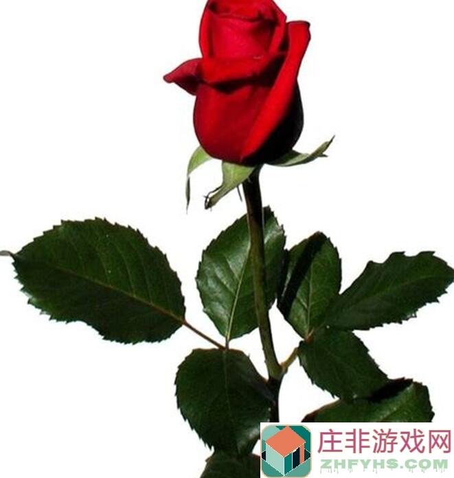 白荆回廊白荆回廊鸢配队攻略：最强阵容揭秘！